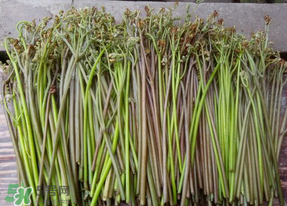 蕨菜是什么菜？蕨菜是什么？