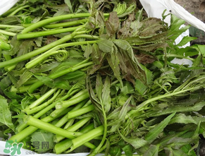 蕨菜是什么菜？蕨菜是什么？