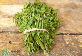 蕨菜可以冷凍嗎？蕨菜可以放冰箱嗎？
