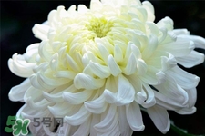 清明節(jié)掃墓買什么顏色菊花？清明節(jié)上墳用什么顏色菊花？
