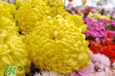 清明節(jié)掃墓為什么用菊花？清明節(jié)上墳為什么要送菊花？
