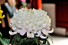 清明節(jié)掃墓為什么用菊花？清明節(jié)上墳為什么要送菊花？