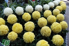 清明節(jié)掃墓為什么用菊花？清明節(jié)上墳為什么要送菊花？