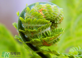 蕨菜怎么處理？新鮮蕨菜怎么處理？