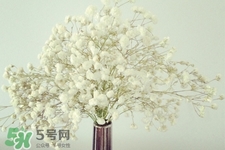 清明節(jié)上墳可以帶滿天星嗎？清明節(jié)掃墓能用滿天星嗎？
