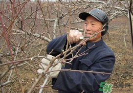 春天桃樹(shù)能剪枝嗎？桃樹(shù)春季什么時(shí)間剪枝？