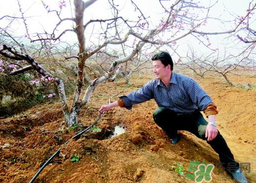 桃樹春天什么時候澆水？桃樹什么時候澆水？