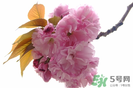 春天容易得水痘嗎？春天是水痘的高發(fā)季節(jié)嗎？