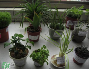 春天種什么植物？春天適合種什么植物？