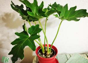 春天種什么植物？春天適合種什么植物？