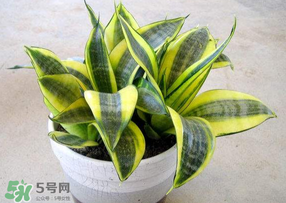 春天種什么植物？春天適合種什么植物？