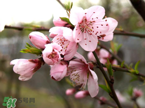 四月份還有桃花嗎？桃花幾月份開？