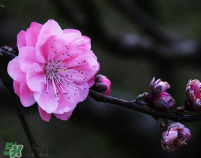 四月份還有桃花嗎？桃花幾月份開？