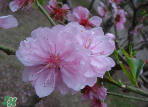 四月份還有桃花嗎？桃花幾月份開？