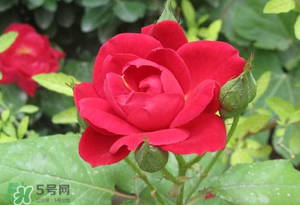 春天可以種玫瑰嗎？春天適合種玫瑰嗎？