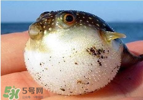 河豚怎么吃才沒(méi)毒？吃河豚的禁忌