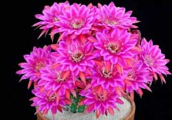 四月份開(kāi)什么花？四月份什么花開(kāi)？