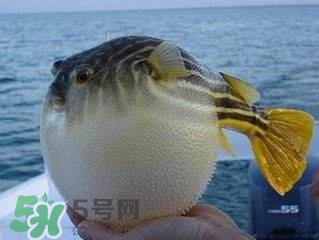 河豚怎么吃才沒(méi)毒？吃河豚的禁忌