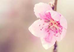 四月份還有桃花嗎？桃花幾月份開(kāi)？