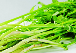 吃野芹菜會中毒嗎？吃野芹菜中毒了怎么辦？