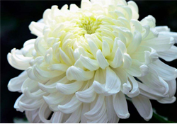 清明節(jié)掃墓為什么用菊花？清明節(jié)上墳為什么要送菊花？