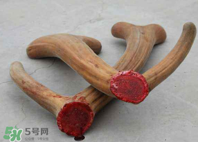 ?春天可以吃鹿茸嗎？鹿茸什么季節(jié)吃最合適？