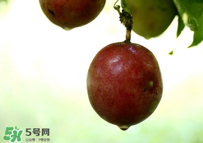 春天能吃百香果嗎？春天吃百香果好嗎？