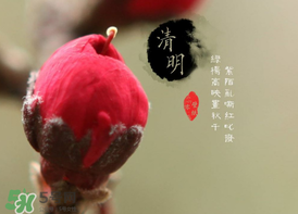 清明節(jié)為什么要吃清明果？為什么清明節(jié)要吃清明果？