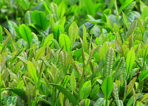清明茶什么時候采？采清明茶什么時候結(jié)束？