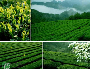 清明茶什么時候采？采清明茶什么時候結(jié)束？