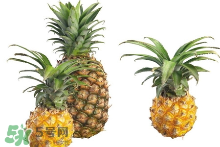 菠蘿可以吸甲醛嗎？菠蘿可以除甲醛嗎？