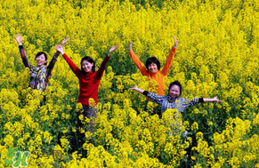 四月份還有油菜花嗎？4月份還有油菜花嗎？
