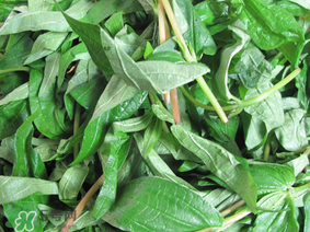 清明菜是什么菜？清明菜是艾草嗎？