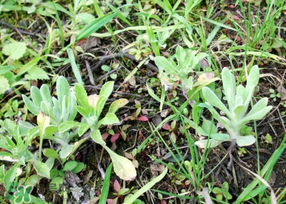清明菜是什么菜？清明菜是艾草嗎？