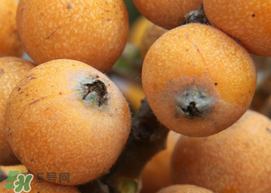 枇杷什么時候成熟？枇杷什么時候上市？