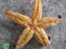 海星怎么吃？海星能吃嗎？