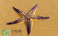 海星怎么吃？海星能吃嗎？