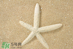 海星怎么吃？海星能吃嗎？