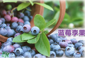 藍(lán)莓李果是假的嗎？火車上的藍(lán)莓李果是真的嗎？