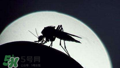 蚊蟲叮咬會傳播艾滋病嗎？蚊蟲會傳染乙肝嗎？