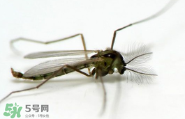 蚊蟲叮咬會傳播艾滋病嗎？蚊蟲會傳染乙肝嗎？