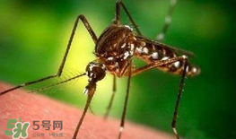 什么防蚊效果好？嬰兒用什么防蚊？