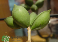 檳榔為什么會上癮？檳榔上癮怎么戒？