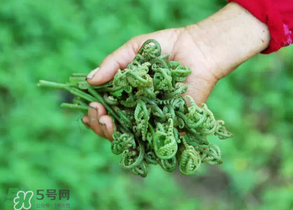 糖尿病能吃蕨菜嗎？糖尿病可以吃蕨菜嗎？