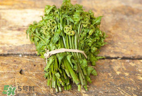 糖尿病能吃蕨菜嗎？糖尿病可以吃蕨菜嗎？