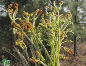 糖尿病能吃蕨菜嗎？糖尿病可以吃蕨菜嗎？