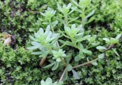 清明菜是什么菜？清明菜是艾草嗎？