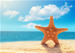 海星怎么吃？海星能吃嗎？