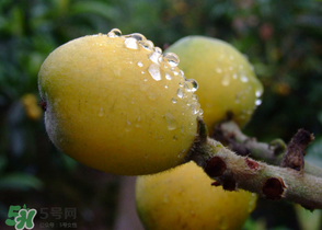 糖尿病能吃枇杷嗎？糖尿病人能吃枇杷嗎？