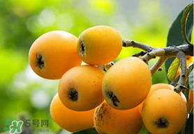 寶寶感冒可以吃枇杷嗎？寶寶感冒能吃枇杷嗎？
